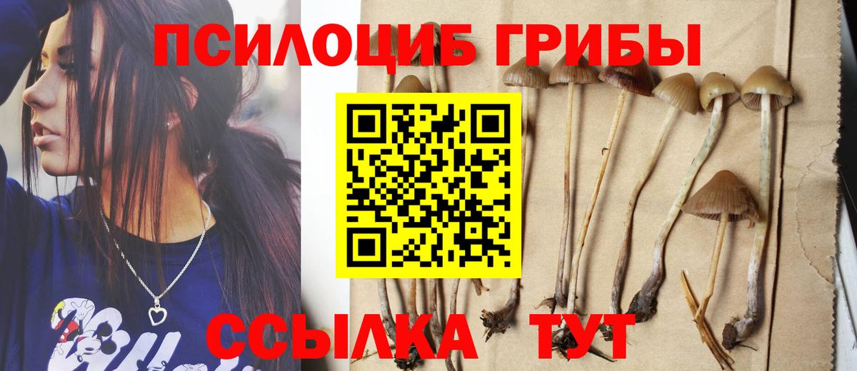 Галлюциногенные грибы Psilocybine cubensis Будённовск